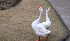 致富经养鹅视频,鹅业养殖，开启财富之门